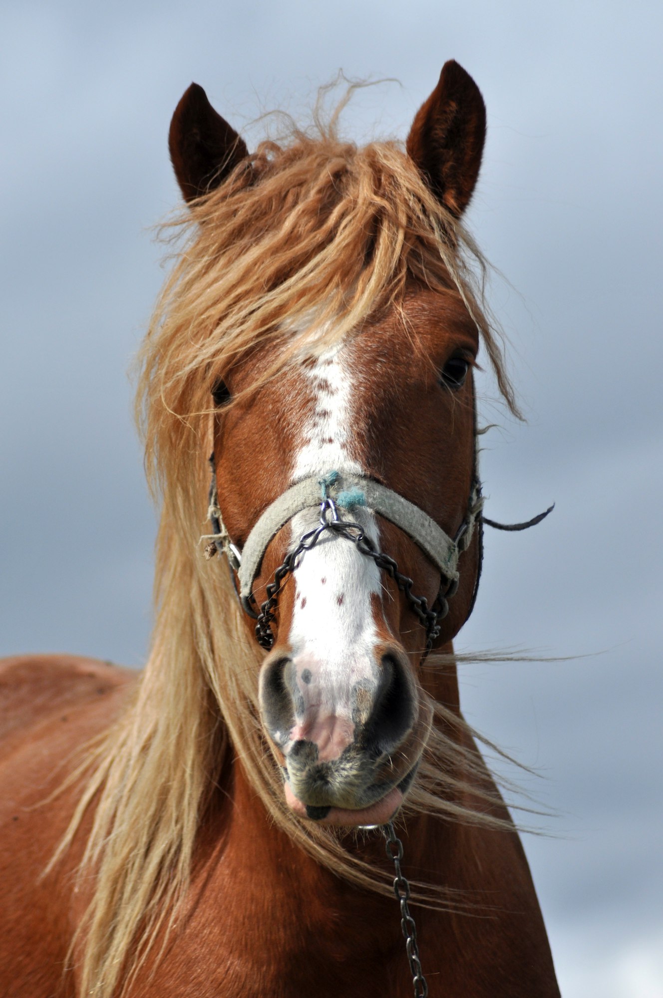 Beautiful Horse Portrait Close Up