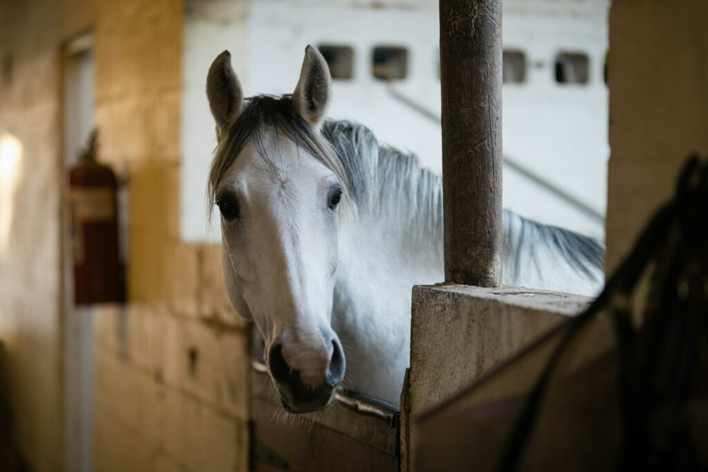 Close up of horse in stable