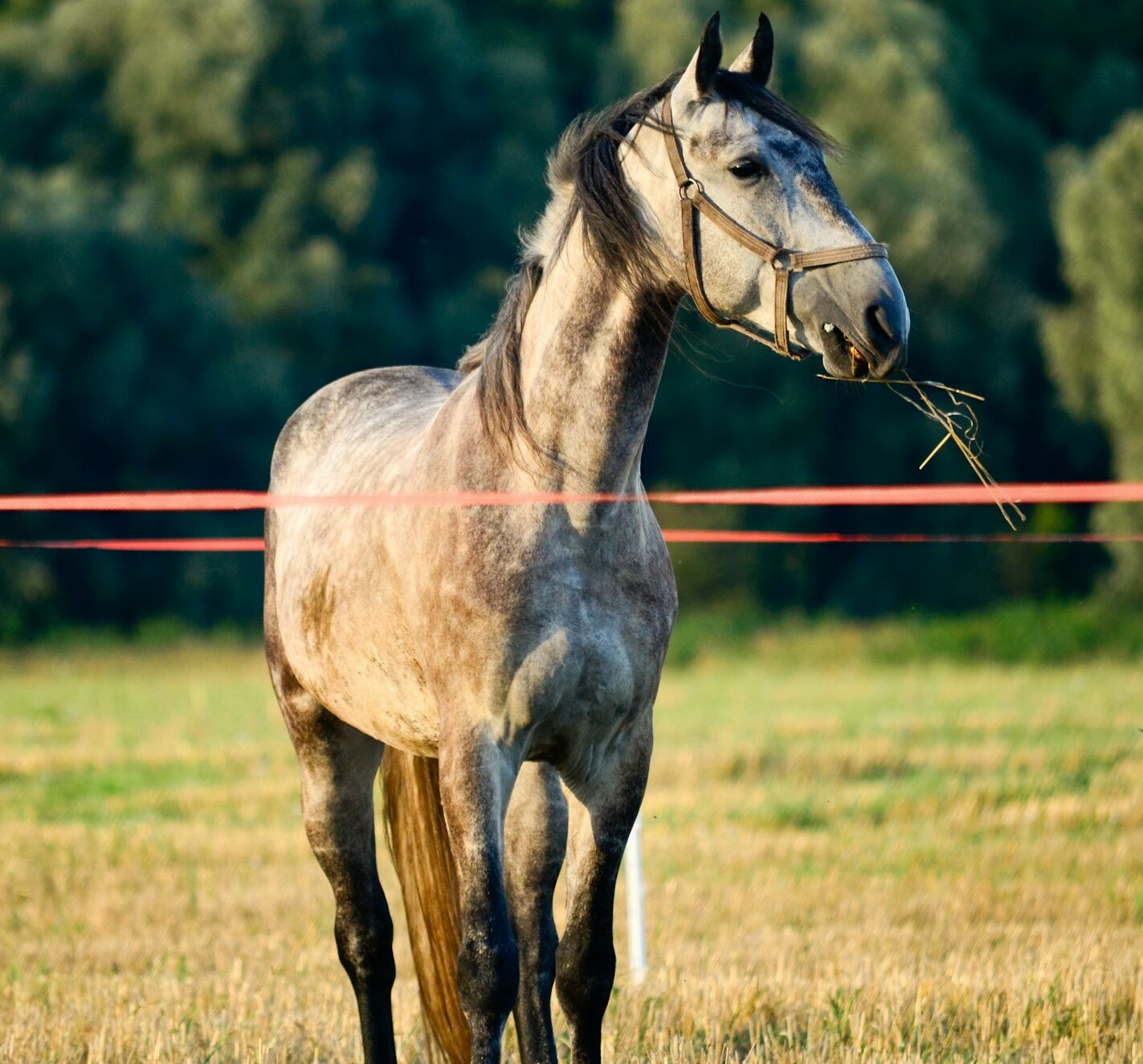 horses in the pasture. horses are grazing.